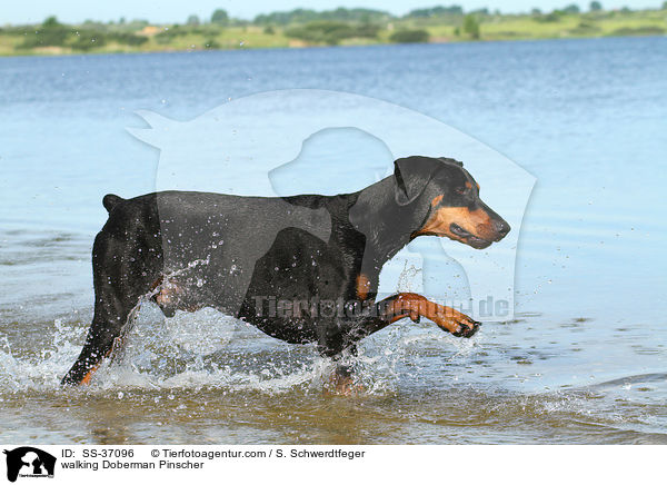 laufender Dobermann / walking Doberman Pinscher / SS-37096