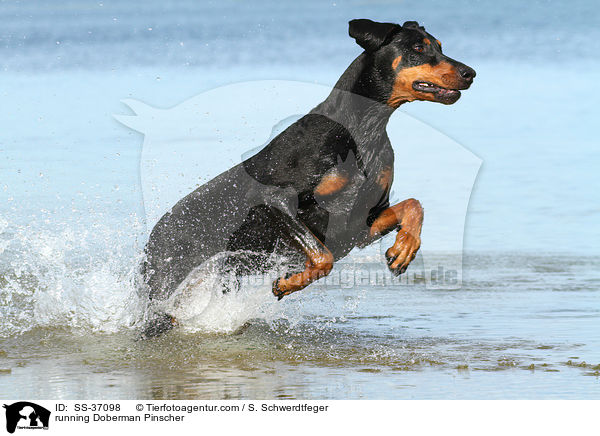 rennender Dobermann / running Doberman Pinscher / SS-37098