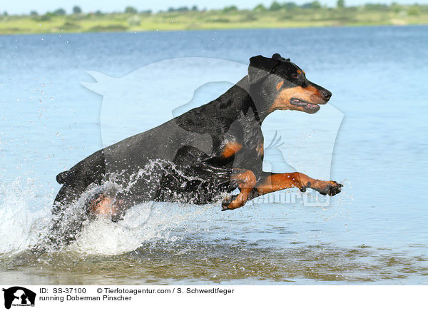 rennender Dobermann / running Doberman Pinscher / SS-37100