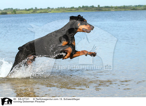 rennender Dobermann / running Doberman Pinscher / SS-37101