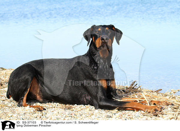 liegender Dobermann / lying Doberman Pinscher / SS-37103