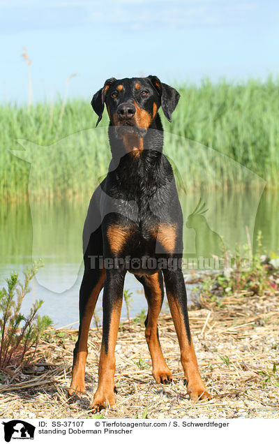 stehender Dobermann / standing Doberman Pinscher / SS-37107