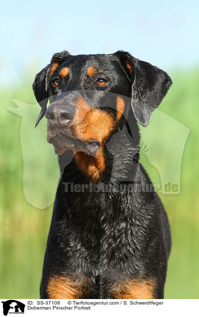 Dobermann Portrait / Doberman Pinscher Portrait / SS-37108