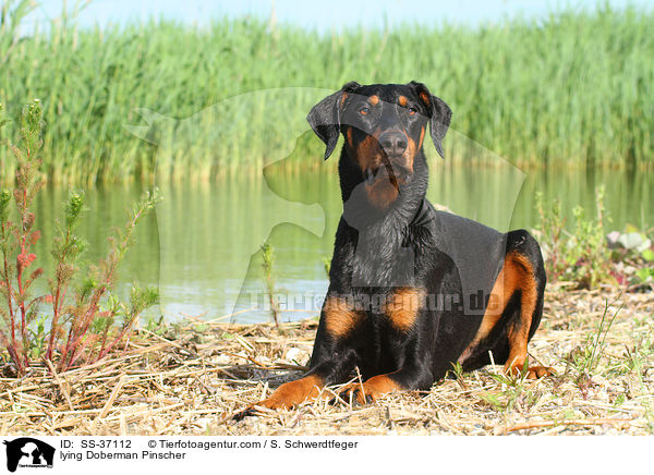 liegender Dobermann / lying Doberman Pinscher / SS-37112