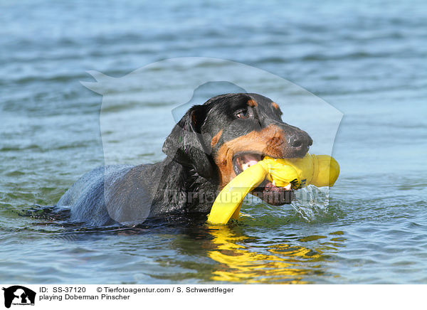 spielender Dobermann / playing Doberman Pinscher / SS-37120