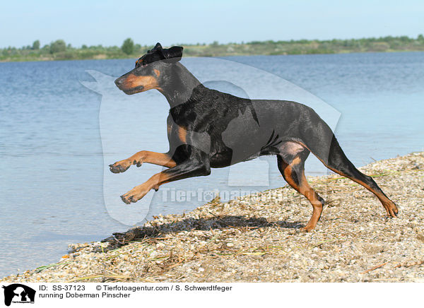 rennender Dobermann / running Doberman Pinscher / SS-37123