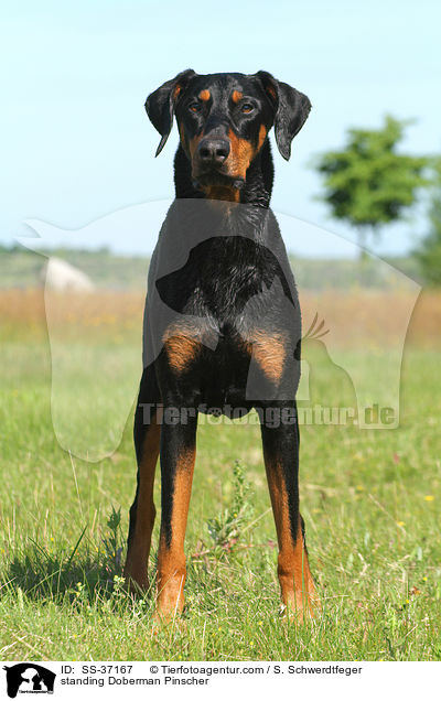 stehender Dobermann / standing Doberman Pinscher / SS-37167