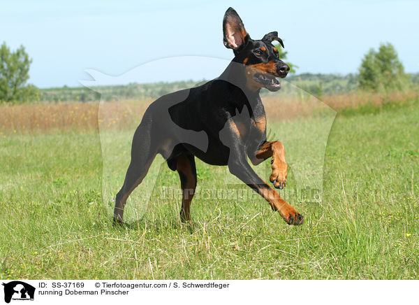 rennender Dobermann / running Doberman Pinscher / SS-37169