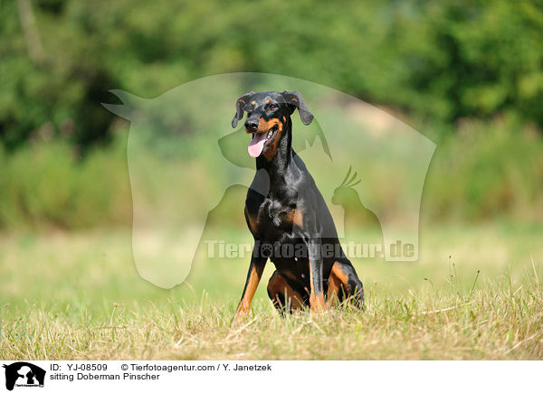 sitzender Dobermann / sitting Doberman Pinscher / YJ-08509