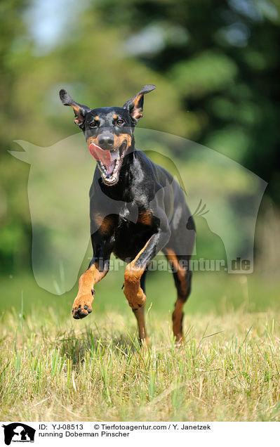 rennender Dobermann / running Doberman Pinscher / YJ-08513