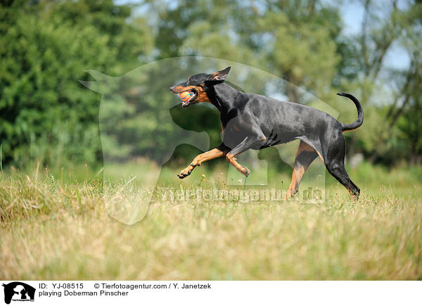 spielender Dobermann / playing Doberman Pinscher / YJ-08515