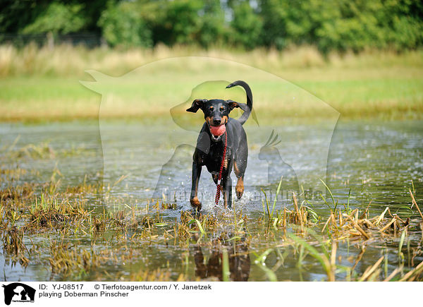 spielender Dobermann / playing Doberman Pinscher / YJ-08517