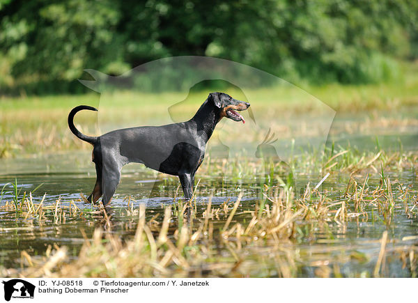 badender Dobermann / bathing Doberman Pinscher / YJ-08518