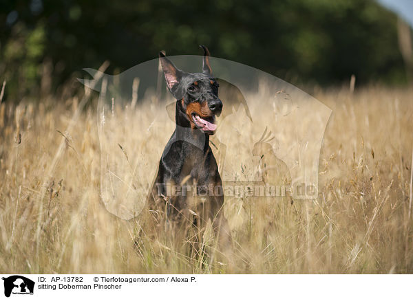 sitzender Dobermann / sitting Doberman Pinscher / AP-13782