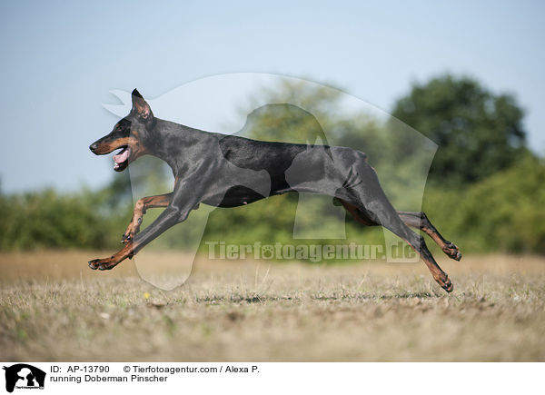 running Doberman Pinscher / AP-13790