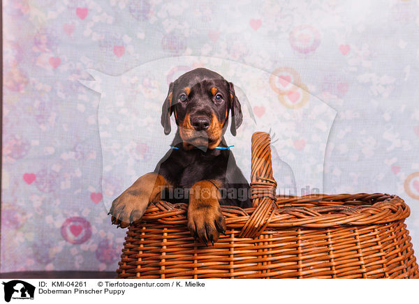 Doberman Pinscher Puppy / KMI-04261