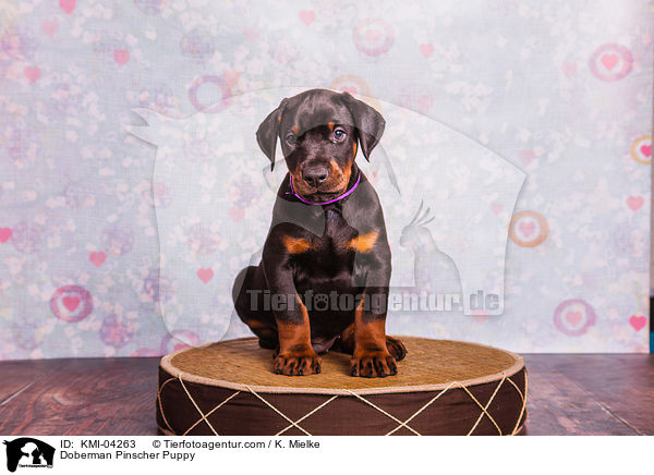 Doberman Pinscher Puppy / KMI-04263
