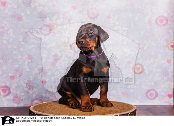 Doberman Pinscher Puppy / KMI-04264
