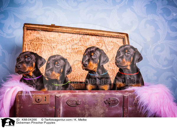 Doberman Pinscher Puppies / KMI-04266