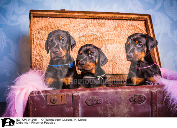 Doberman Pinscher Puppies / KMI-04268