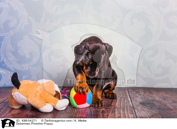 Doberman Pinscher Puppy / KMI-04271