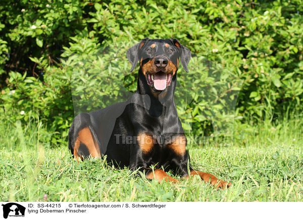 lying Doberman Pinscher / SS-44215