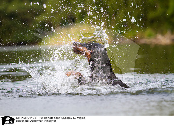 splashing Doberman Pinscher / KMI-04433