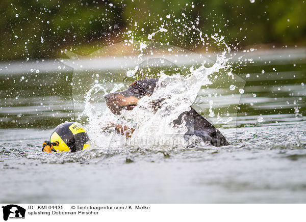 planschender Dobermann / splashing Doberman Pinscher / KMI-04435