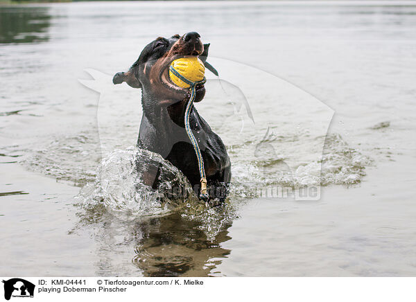 spielender Dobermann / playing Doberman Pinscher / KMI-04441