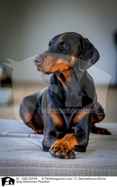 liegender Dobermann / lying Doberman Pinscher / CDE-02548