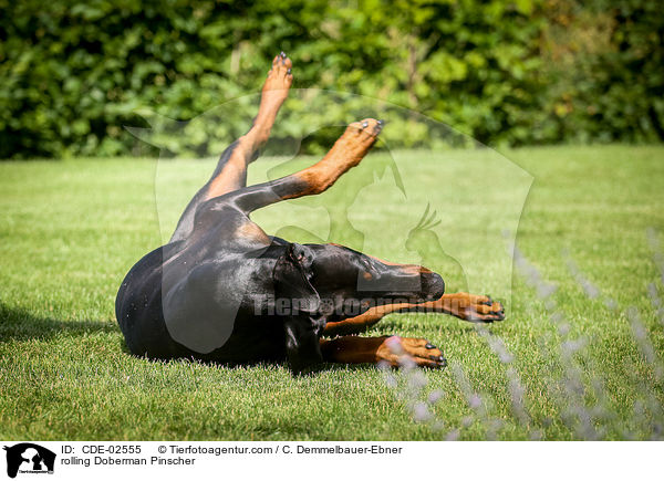 Dobermann wlzt sich / rolling Doberman Pinscher / CDE-02555