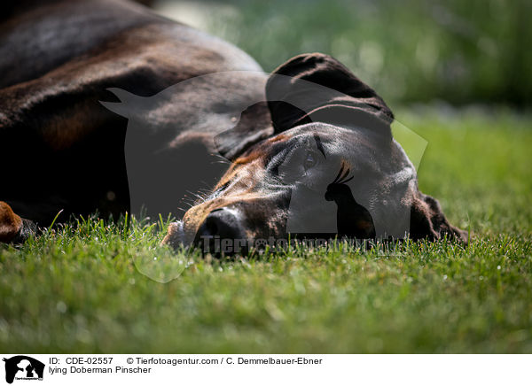 liegender Dobermann / lying Doberman Pinscher / CDE-02557