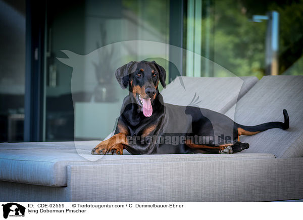 liegender Dobermann / lying Doberman Pinscher / CDE-02559