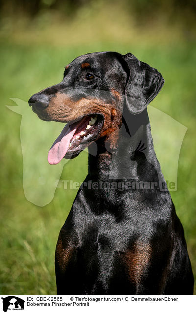 Dobermann Portrait / Doberman Pinscher Portrait / CDE-02565