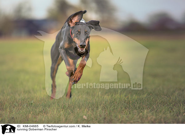 running Doberman Pinscher / KMI-04665