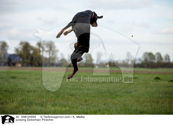 jumping Doberman Pinscher / KMI-04666