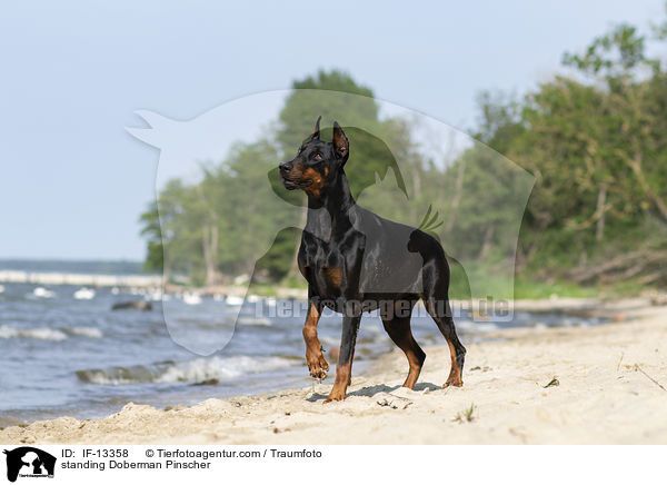 stehender Dobermann / standing Doberman Pinscher / IF-13358