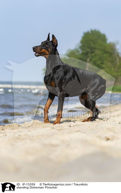 stehender Dobermann / standing Doberman Pinscher / IF-13359