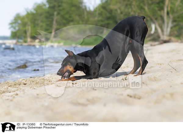 spielender Dobermann / playing Doberman Pinscher / IF-13360