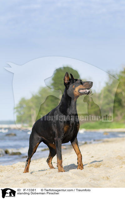 stehender Dobermann / standing Doberman Pinscher / IF-13361