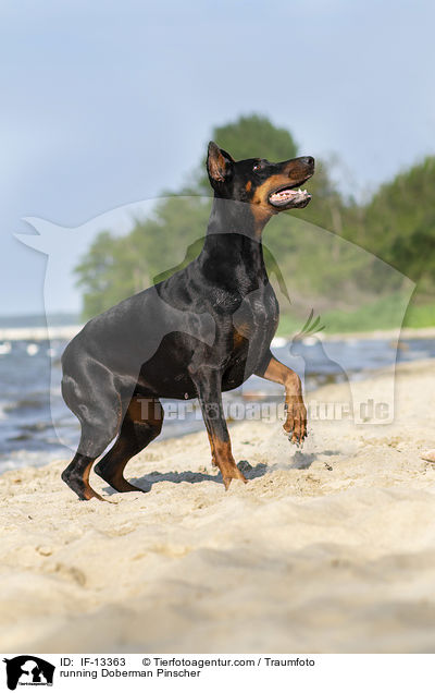 rennender Dobermann / running Doberman Pinscher / IF-13363