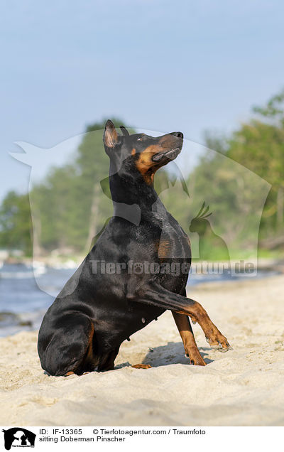 sitting Doberman Pinscher / IF-13365