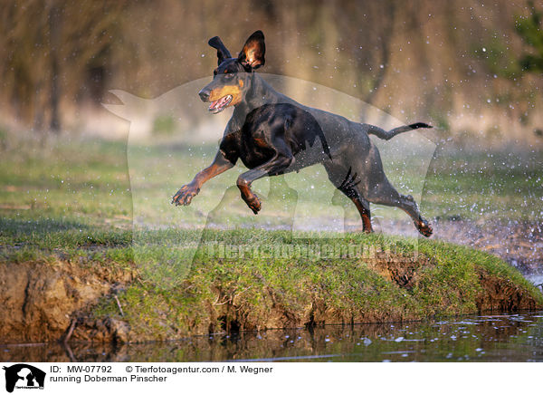 running Doberman Pinscher / MW-07792