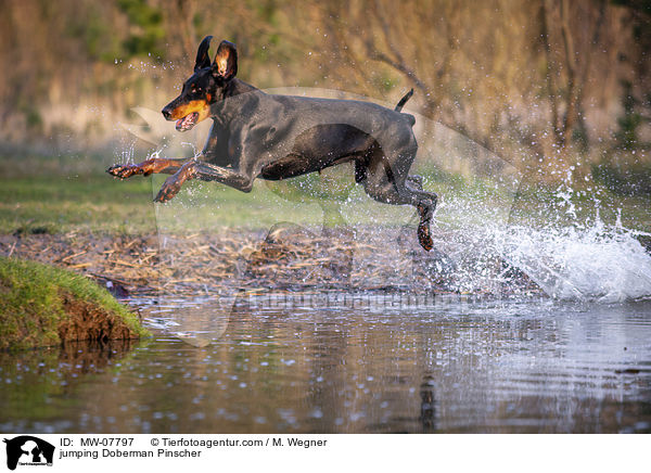 springender Dobermann / jumping Doberman Pinscher / MW-07797