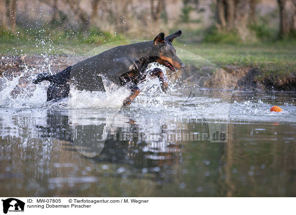 rennender Dobermann / running Doberman Pinscher / MW-07805