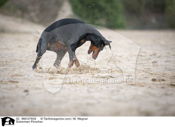 Dobermann / Doberman Pinscher / MW-07809