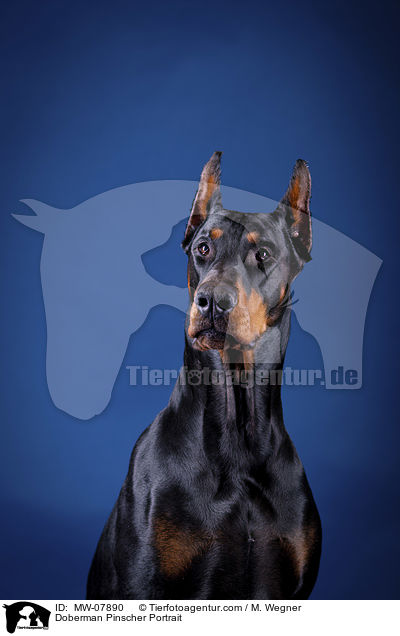 Dobermann Portrait / Doberman Pinscher Portrait / MW-07890