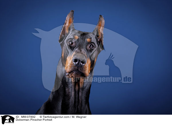 Dobermann Portrait / Doberman Pinscher Portrait / MW-07892