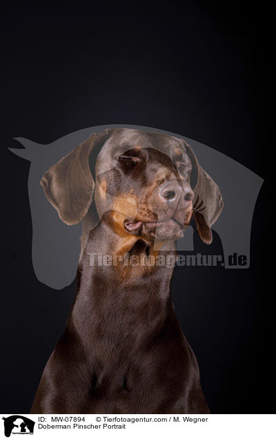 Dobermann Portrait / Doberman Pinscher Portrait / MW-07894