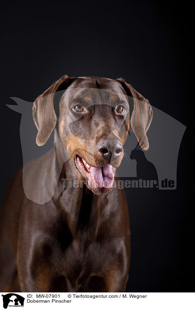 Doberman Pinscher / MW-07901